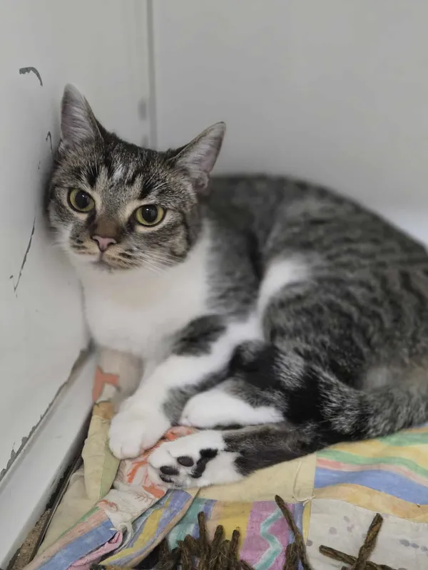 Kot do adopcji, Jelenia Góra, 25 sierpnia 2025 (5/5)