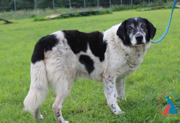 Pies do adopcji, Grudziądz, 8 sierpnia 2025