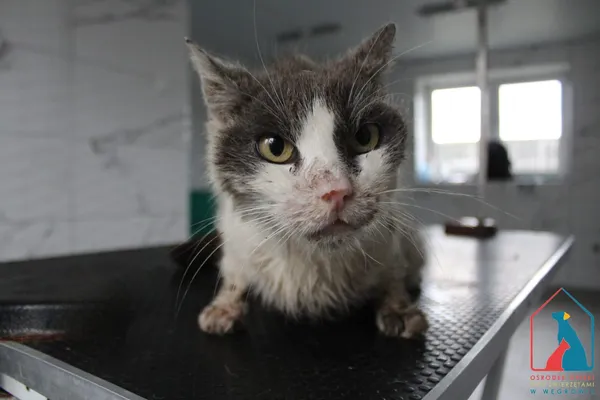 Kot do adopcji, Grudziądz, 3 sierpnia 2025