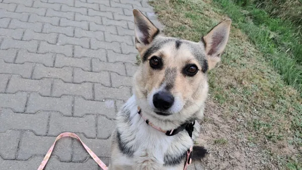 Znaleziono psa, Tatary, 24 lipca 2025 (1/4)