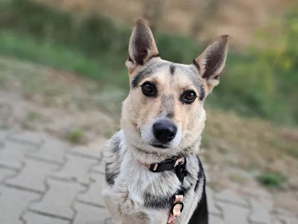 Znaleziono psa, Tatary, 24 lipca 2025 (2/4)