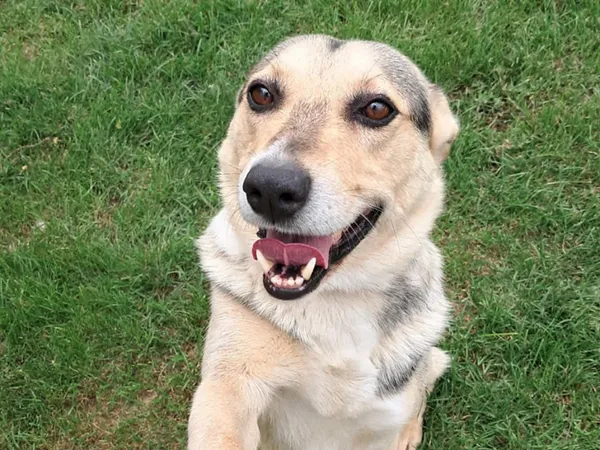 Znaleziono psa, Tatary, 24 lipca 2025 (3/4)