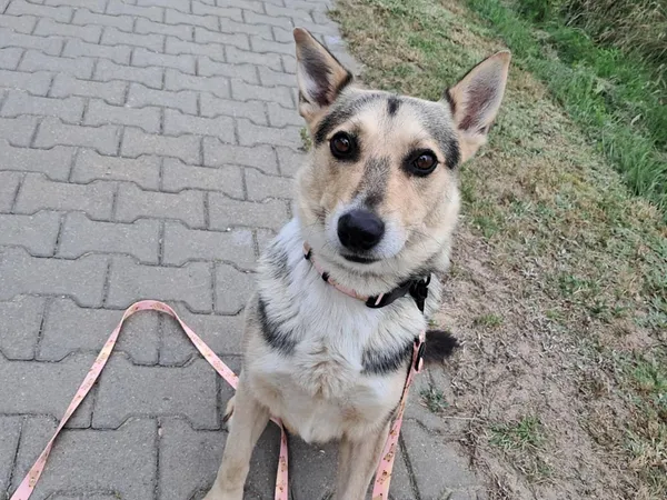 Znaleziono psa, Tatary, 24 lipca 2025 (4/4)