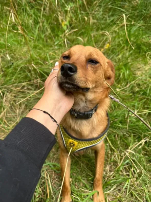 Pies do adopcji, Żywiec, 27 sierpnia 2025 (2/5)