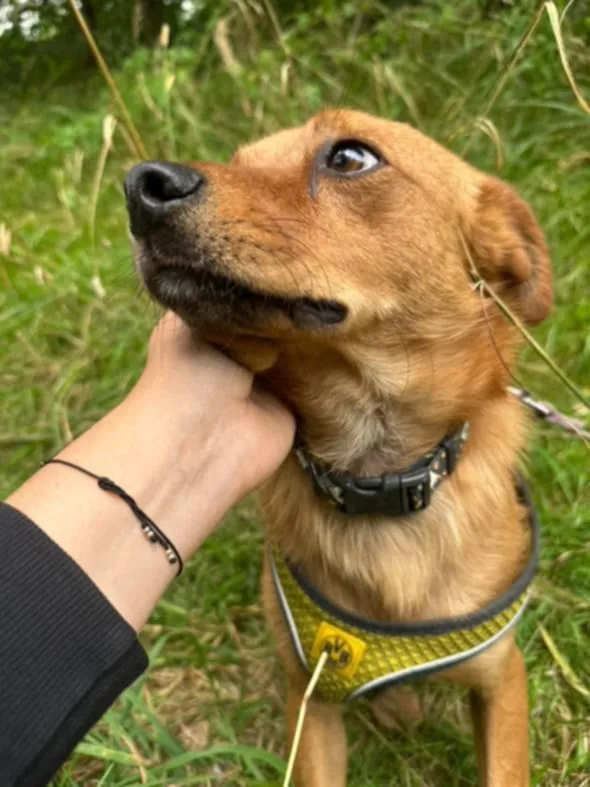 Pies do adopcji, Żywiec, 27 sierpnia 2025 (3/5)