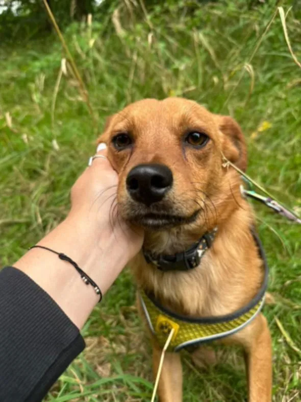 Pies do adopcji, Żywiec, 27 sierpnia 2025 (4/5)