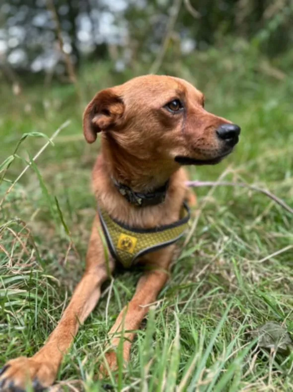 Pies do adopcji, Żywiec, 27 sierpnia 2025 (5/5)