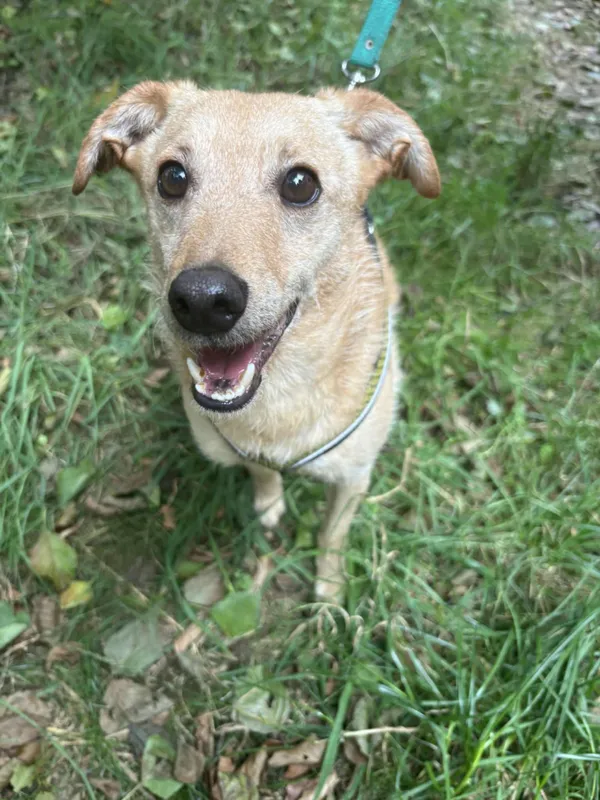 Pies do adopcji, Żywiec, 27 sierpnia 2025 (2/5)