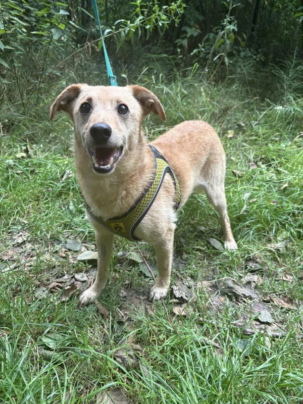 Pies do adopcji, Żywiec, 27 sierpnia 2025 (4/5)