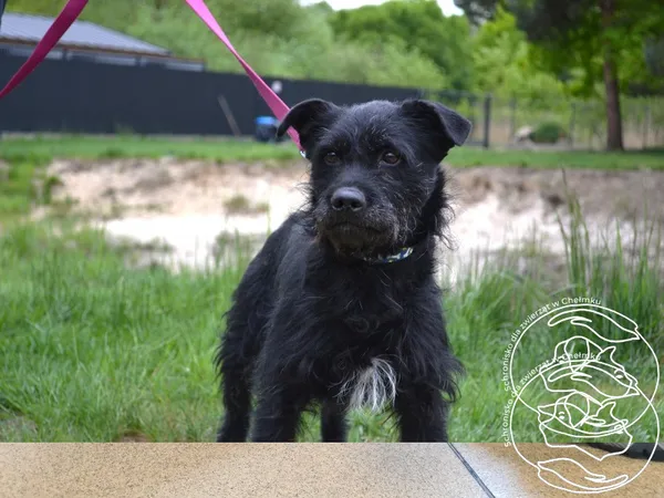 Pies do adopcji, Chełmek, 11 sierpnia 2025