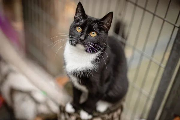 Kot do adopcji, Częstochowa, 10 kwietnia 2025 (1/5)