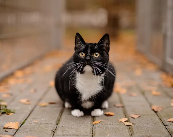 Kot do adopcji, Częstochowa, 10 kwietnia 2025 (2/5)