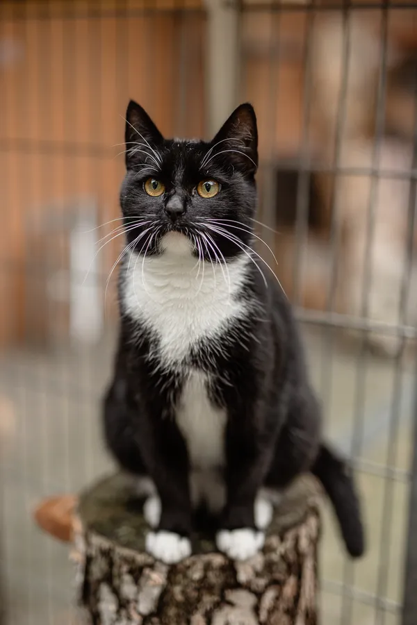 Kot do adopcji, Częstochowa, 10 kwietnia 2025 (3/5)