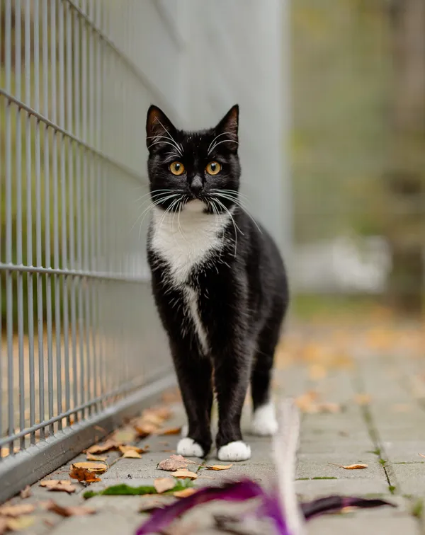 Kot do adopcji, Częstochowa, 10 kwietnia 2025 (4/5)