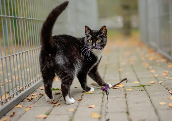 Kot do adopcji, Częstochowa, 10 kwietnia 2025 (5/5)