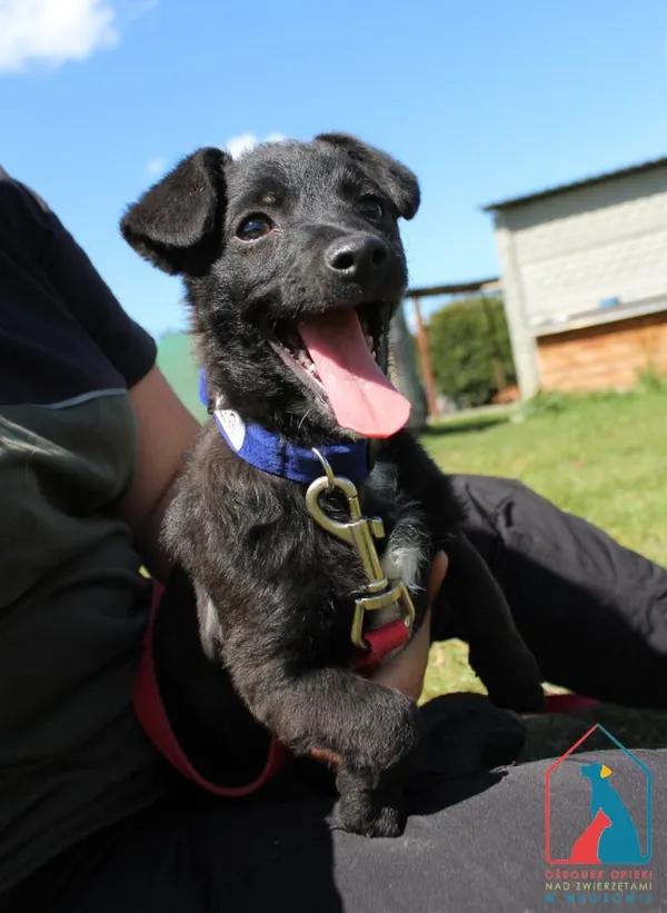 Pies do adopcji, Grudziądz, 21 sierpnia 2025