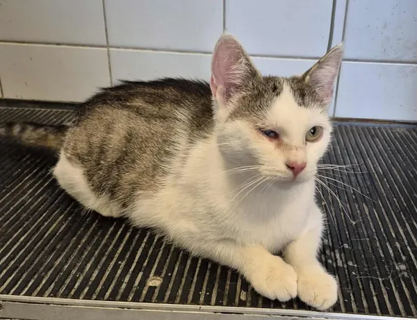 Znaleziono kota, Lublin, 26 sierpnia 2025