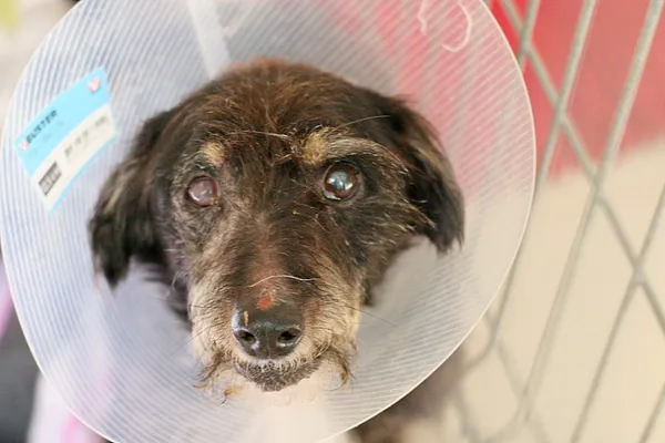 Pies do adopcji, Wałbrzych, 14 sierpnia 2025