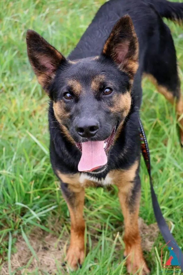 Pies do adopcji, Grudziądz, 1 sierpnia 2025 (1/5)