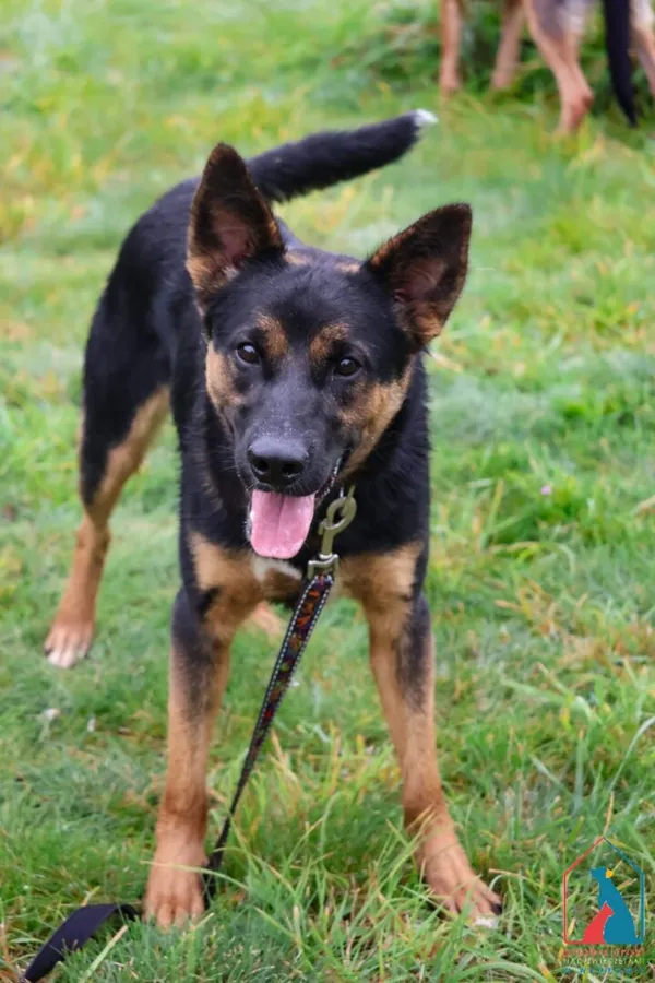 Pies do adopcji, Grudziądz, 1 sierpnia 2025 (3/5)