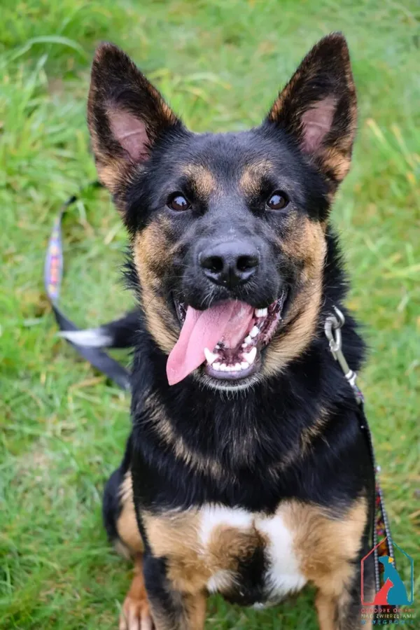 Pies do adopcji, Grudziądz, 1 sierpnia 2025 (4/5)