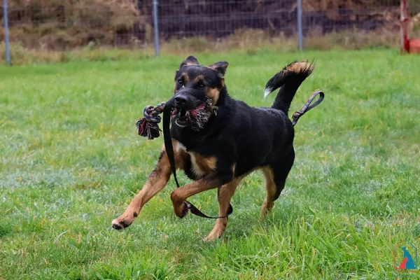 Pies do adopcji, Grudziądz, 1 sierpnia 2025 (5/5)