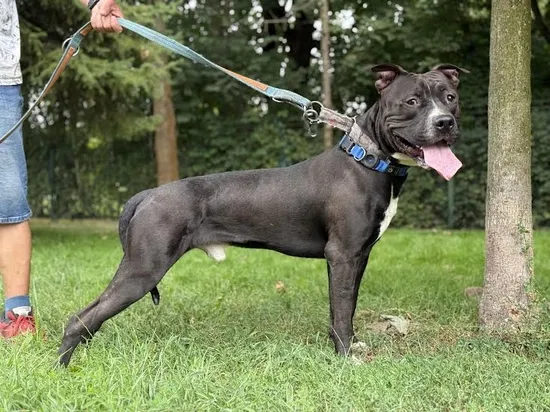 Pies do adopcji, Kraków, 13 sierpnia 2025 (3/5)