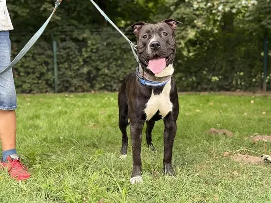 Pies do adopcji, Kraków, 13 sierpnia 2025 (4/5)