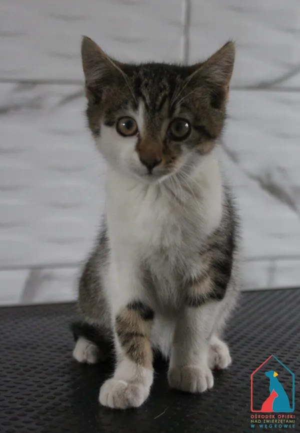 Kot do adopcji, Grudziądz, 26 sierpnia 2025