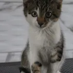 Kot do adopcji