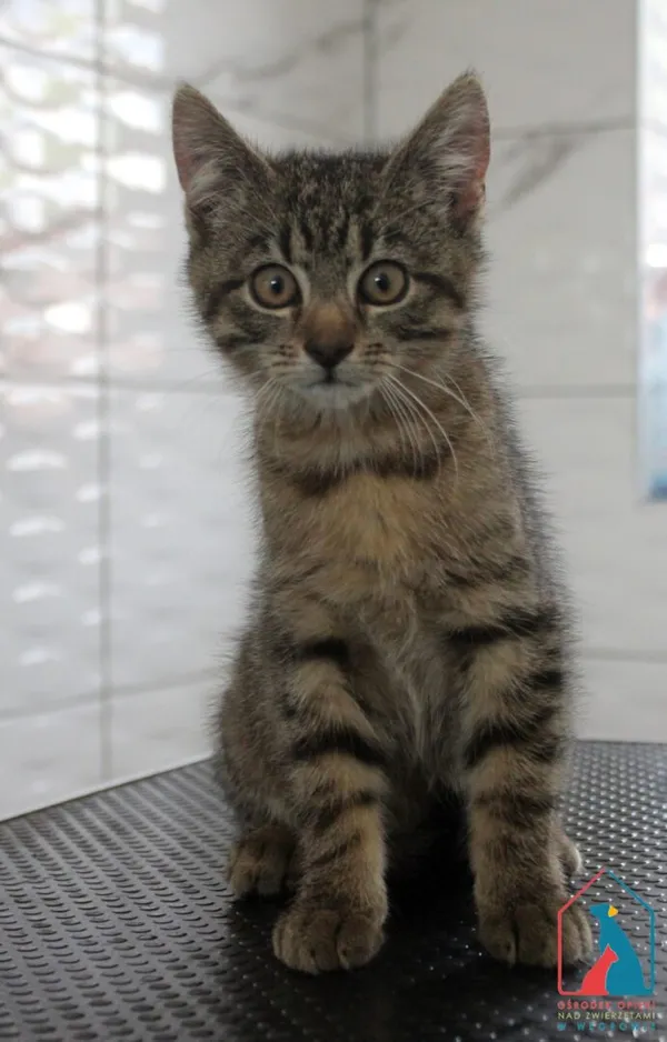 Kot do adopcji, Grudziądz, 26 sierpnia 2025