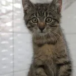 Kot do adopcji