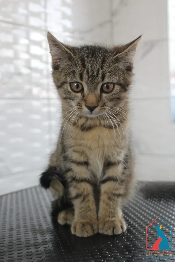 Kot do adopcji, Grudziądz, 26 sierpnia 2025