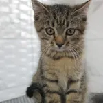 Kot do adopcji