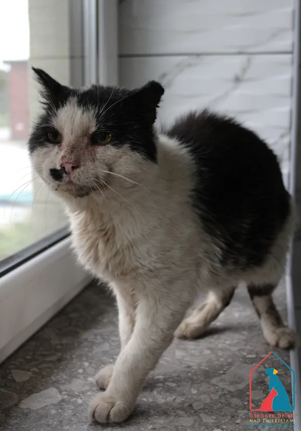 Kot do adopcji, Grudziądz, 25 sierpnia 2025