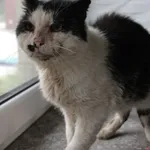 Kot do adopcji