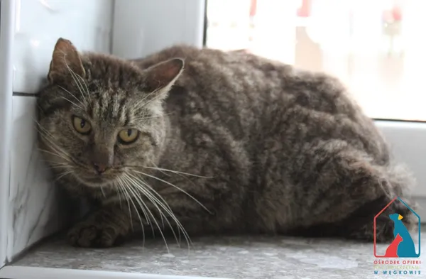 Kot do adopcji, Grudziądz, 22 sierpnia 2025