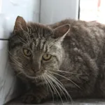 Kot do adopcji