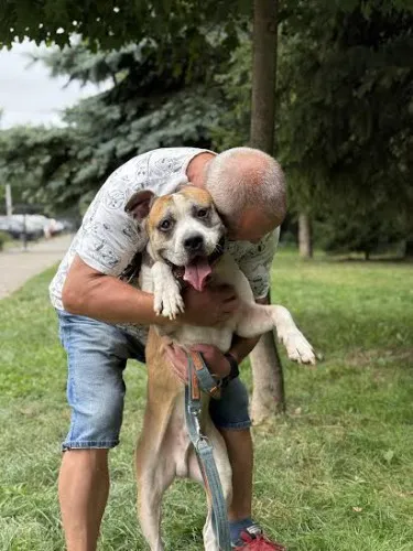 Pies do adopcji, Kraków, 13 sierpnia 2025 (1/5)