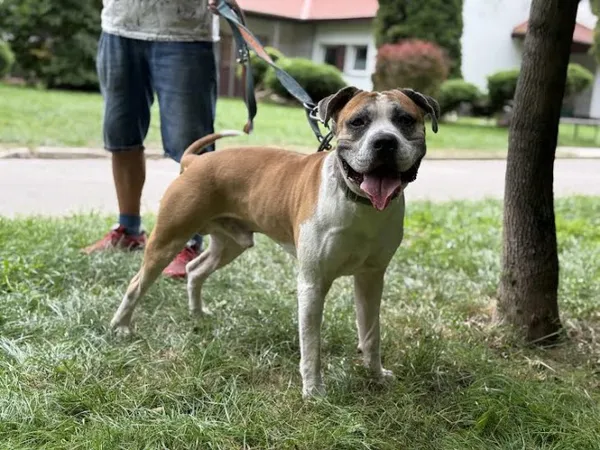 Pies do adopcji, Kraków, 13 sierpnia 2025 (2/5)