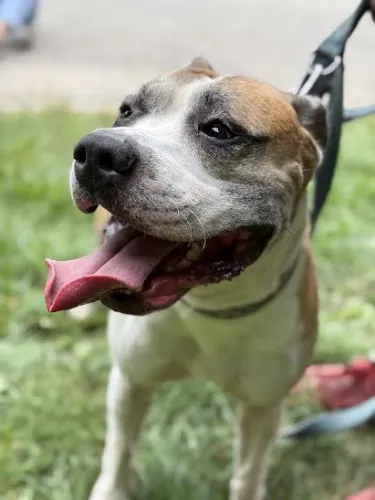 Pies do adopcji, Kraków, 13 sierpnia 2025 (4/5)