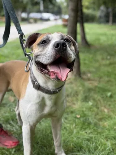 Pies do adopcji, Kraków, 13 sierpnia 2025 (5/5)