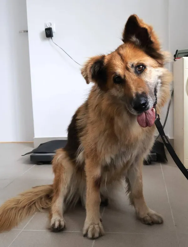 Znaleziono psa, Łódź, 27 sierpnia 2025 (1/4)