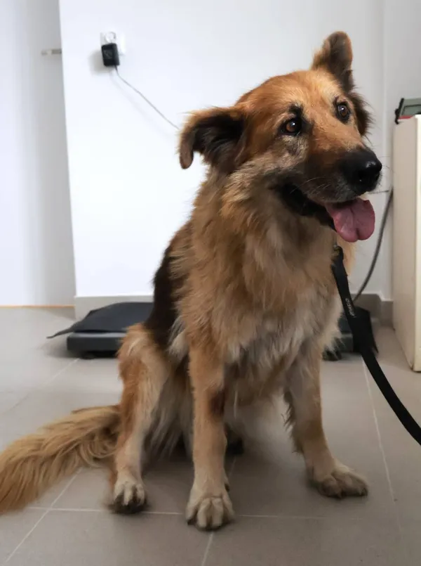 Znaleziono psa, Łódź, 27 sierpnia 2025 (2/4)