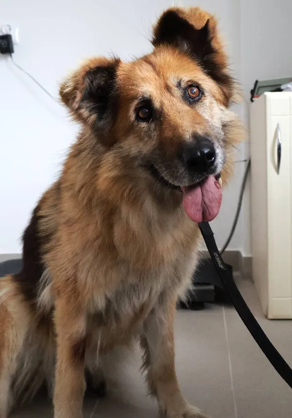 Znaleziono psa, Łódź, 27 sierpnia 2025 (3/4)