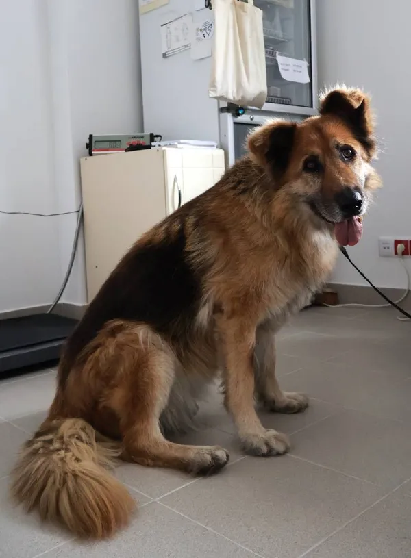 Znaleziono psa, Łódź, 27 sierpnia 2025 (4/4)