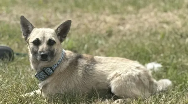 Pies do adopcji, Pieczyska, 27 sierpnia 2025 (1/3)