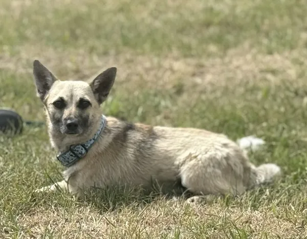 Pies do adopcji, Pieczyska, 27 sierpnia 2025 (2/3)