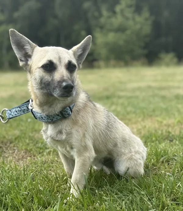 Pies do adopcji, Pieczyska, 27 sierpnia 2025 (3/3)