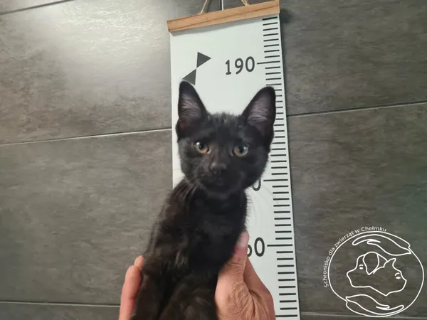 Kot do adopcji, Chełmek, 31 lipca 2025